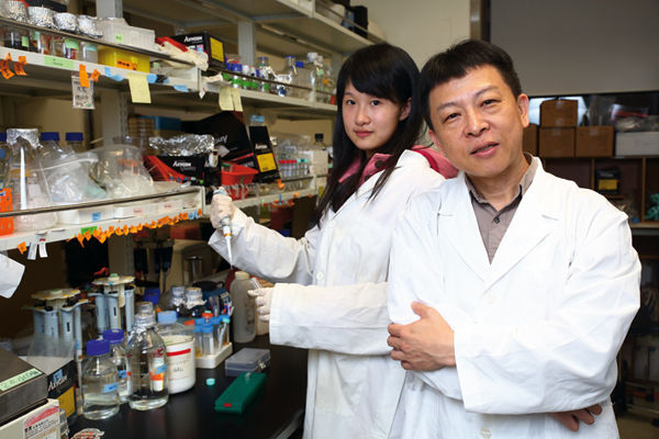 Under the direction of synthetic biology professor Chang Chuan-hsiung, medical student Liao Rou-chien has learned a lot as part of the NYMU-Taipei team. Pictured on the facing page are Petri dishes containing E. coli to be used to save bees.