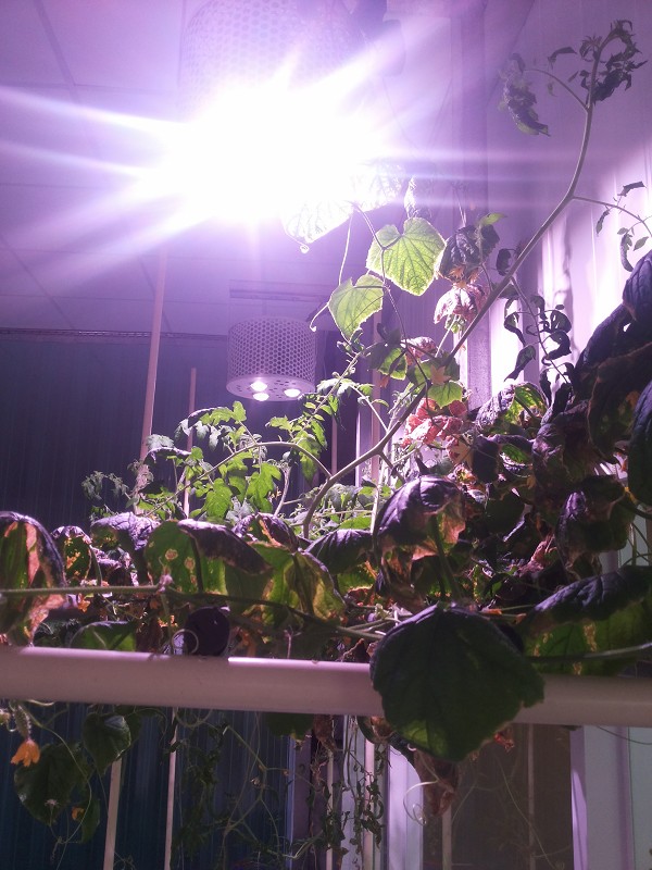 光源是植物工廠最大的電費支出。(攝影／王明德)