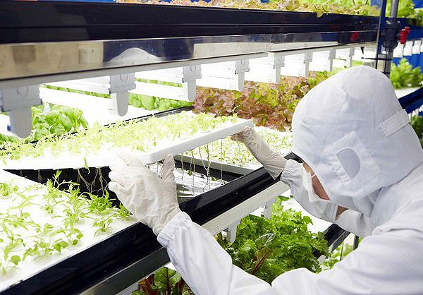 Currently for agricultural environmental control the biggest problem is choosing a source of artificial lighting.