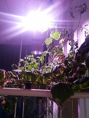 Light sources are a plant cultivation factory’s biggest electricity expense.