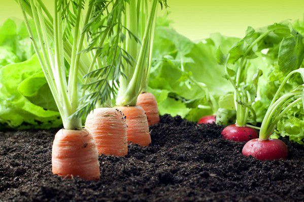 Different plants require different growing environments. There is not a consistent standard that can be applied to all.