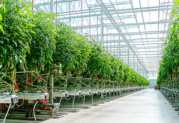 溫室等精緻農業發展，均有某些程度的「實驗性」。（Source: Mucci Farms）