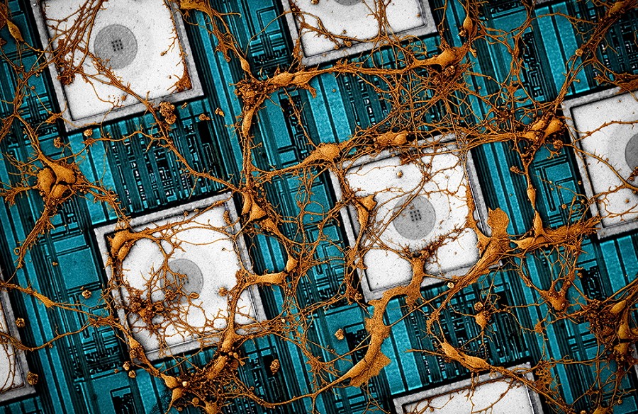 CNEA中的鼠類神經元影像（CMOS奈米電極陣列）。(Source：Samsung)