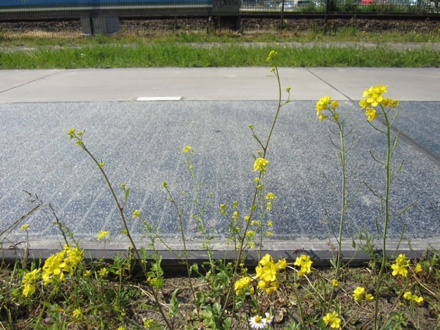 Rolling Solar太陽能公路計畫把光伏系統整合到公共基礎設施，能在不需額外土地的情況下實現大規模發電。（source：imec）
