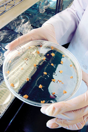 Over time, beta amyloid (Aβ), an amyloidogenic protein, clumps together to form the plaques characteristic of Alzheimer’s disease. (courtesy of Chen Yun-ru)