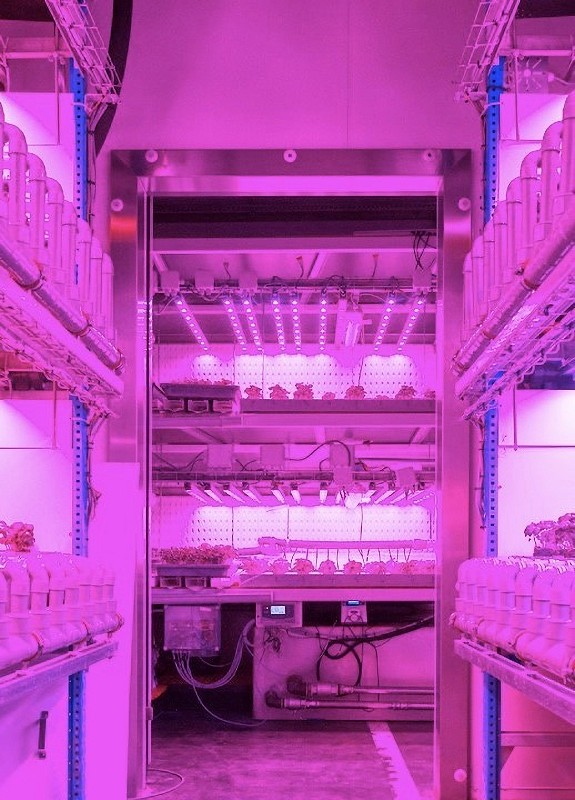比利時的連鎖超市商Colruyt，引入室內垂直農法生產羅勒，透過特殊的光色混合，讓羅勒的生產速度增加2倍。