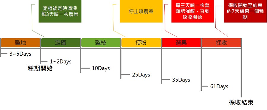 洋香瓜種植程序