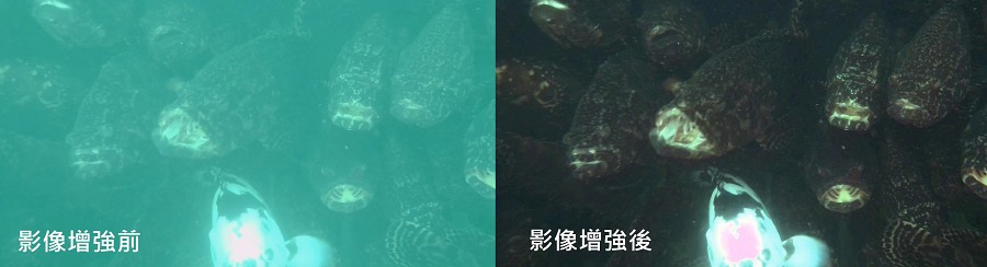 透過影像強化還原技術產生清晰可辨的水下影像，提升分析與辨識的準確度。（source：海盛科技）